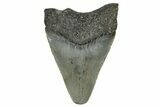 Serrated, Juvenile Megalodon Tooth - North Carolina #355872-1